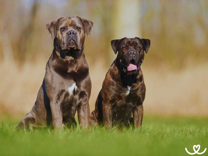 Psi-plemeno-cane-corso (14)